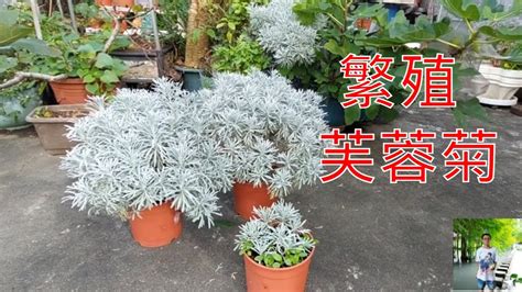 芙蓉 風水|芙蓉種植風水：誰家庭院最適合？